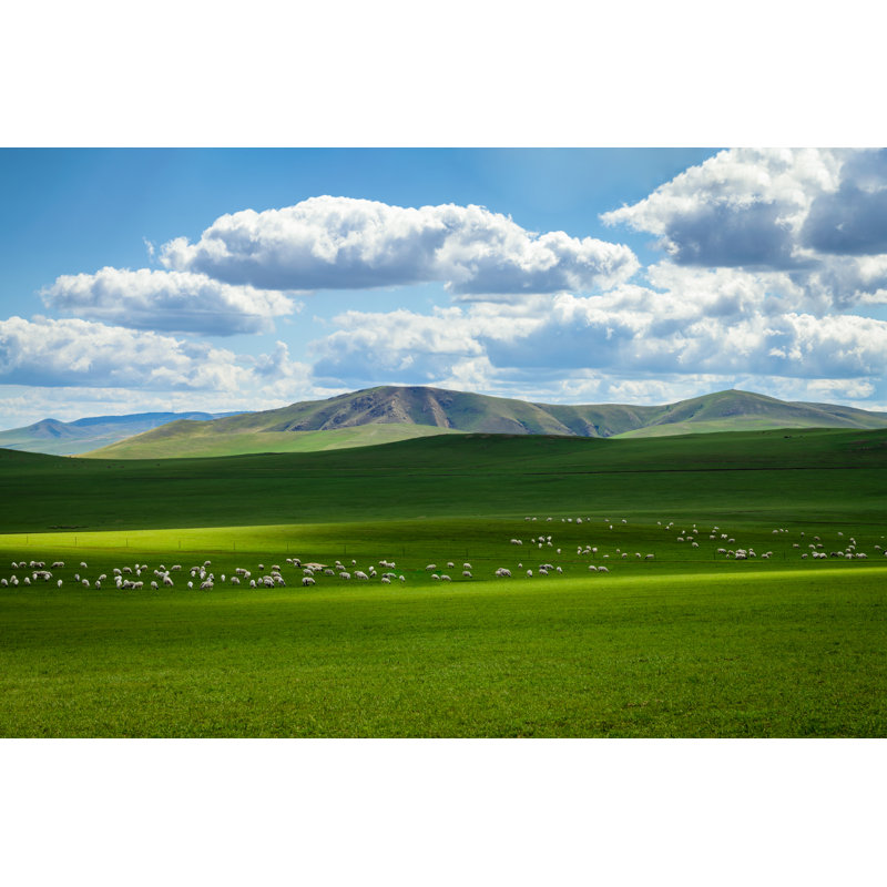 Cattle Grazing On Grasslands - Wrapped Canvas Print, 81cm H x 122cm W x 3.8cm D