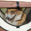 Misael Foldable Pet Carrier for Miniature Dogs 46L x 36W x 41H cm Brown-1515983073-1515983075
