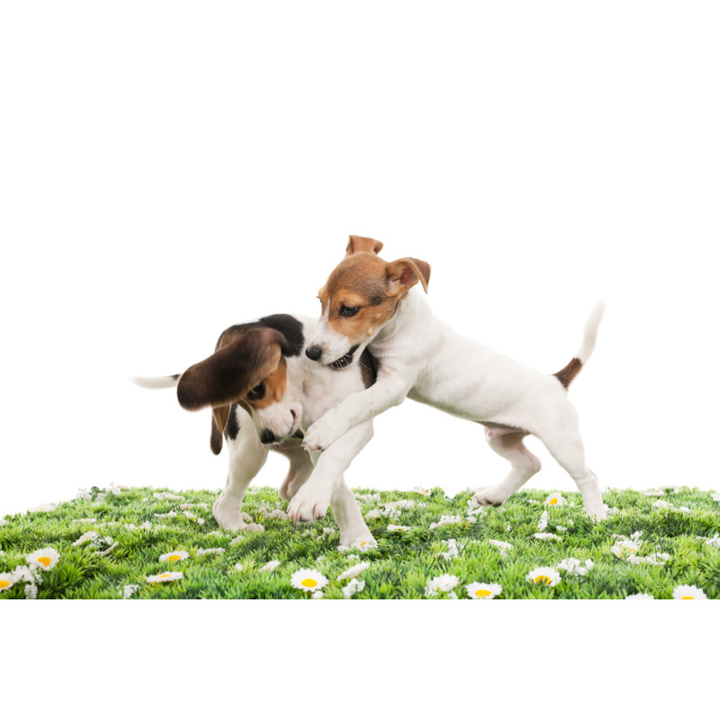 Jack Russell Terrier And Beagle by 101cats - No Frame Print on Canvas, 51cm H x 76cm W