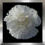 Floral Majesty III - photographie-690292913-690292926