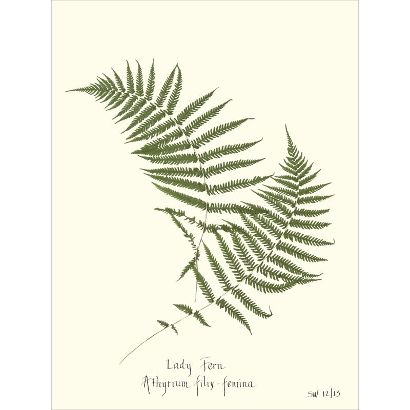 Pressed Fern Set