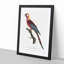 Cuban Macaw Parrot by F. Levaillant - Framed Print-55491095-55491098