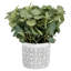 Artificial Plant