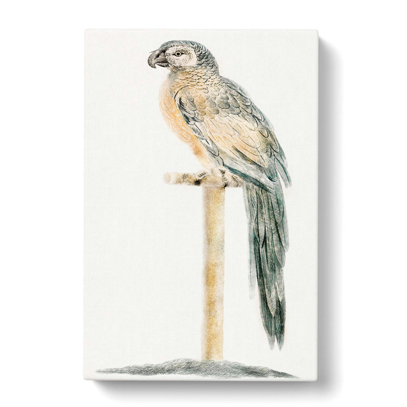 Perched Parrot by Johan Teyler - Wrapped Canvas Art - Wrapped Canvas, 76cm H x 50cm W x 3cm D