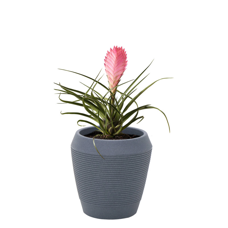 Pot Planter, Graphite