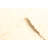 Sienna Cream Rug 5'7" x 7'4"