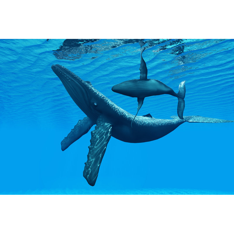 Humpback Whale - Wrapped Canvas Print, 30cm H x 46cm W x 3.8cm D