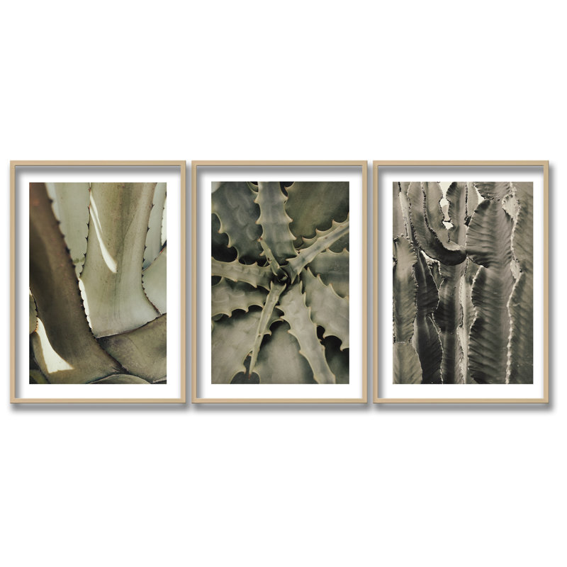 «Succulents by 1X», ensemble de 3 reproductions encadrées sur bois, L 96 po x H 36 po