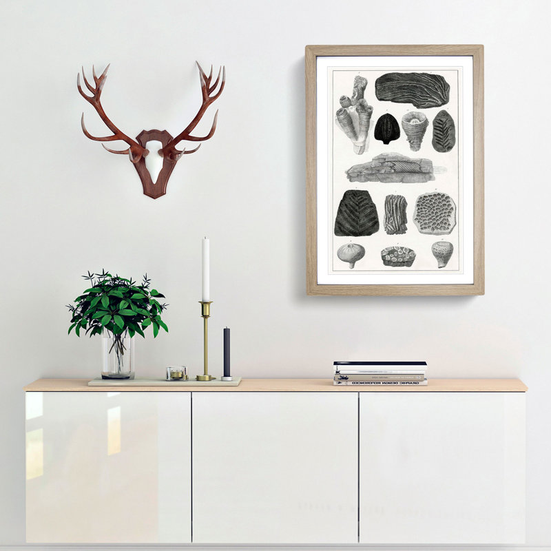 Collection of Fossils by Oliver Goldsmith - Framed Print, Oak Framed, 36cm H x 27cm W x 2cm D
