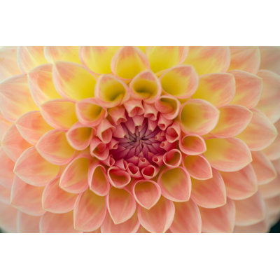 Abstract Dahlia by Jaap2