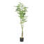 63 "PACHIRA Macrocarpa artificiel