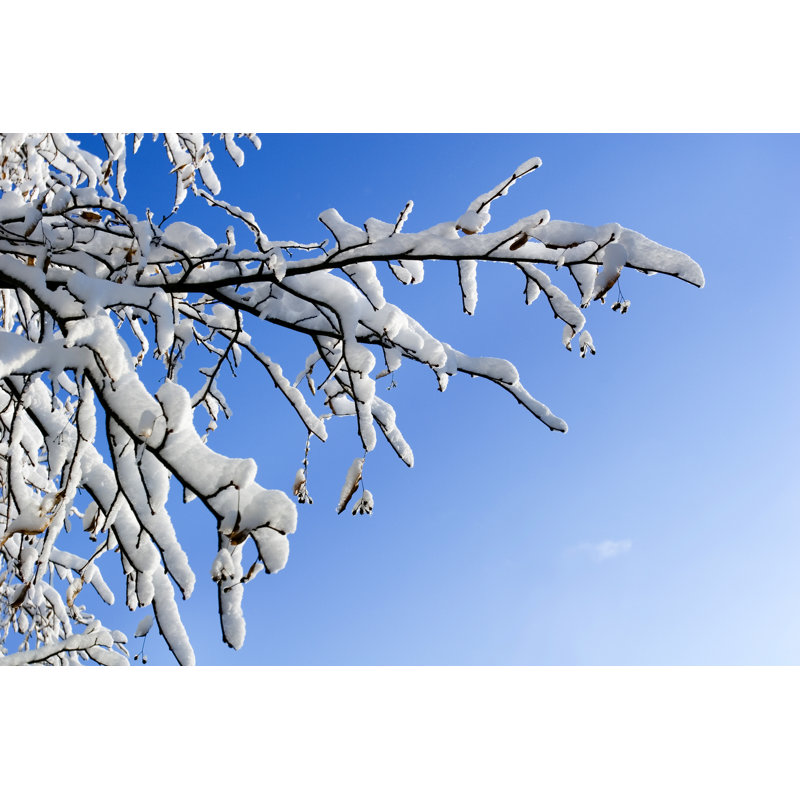 Winter Branch with Copyspace by Dra_Schwartz, 24" H x 36" W