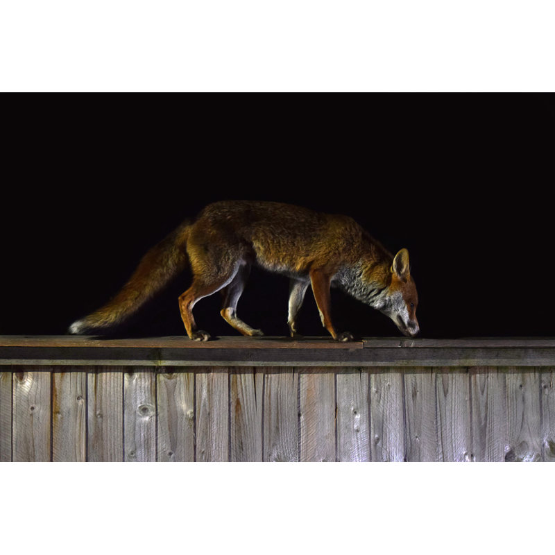Renard roux la nuit par Peter Clayton, H 20 po x l 30 po
