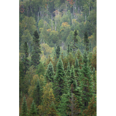 Superior National Forest IV