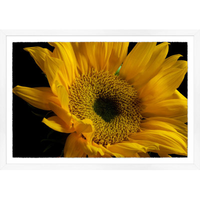 Sunflower Print by Lillian August