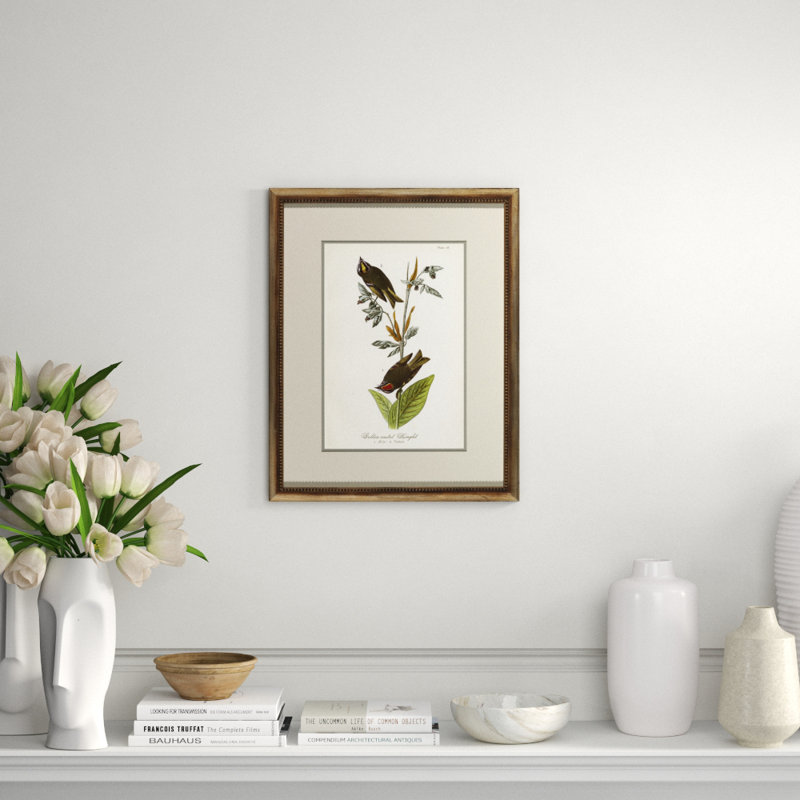Golden Crested Kinglet Print