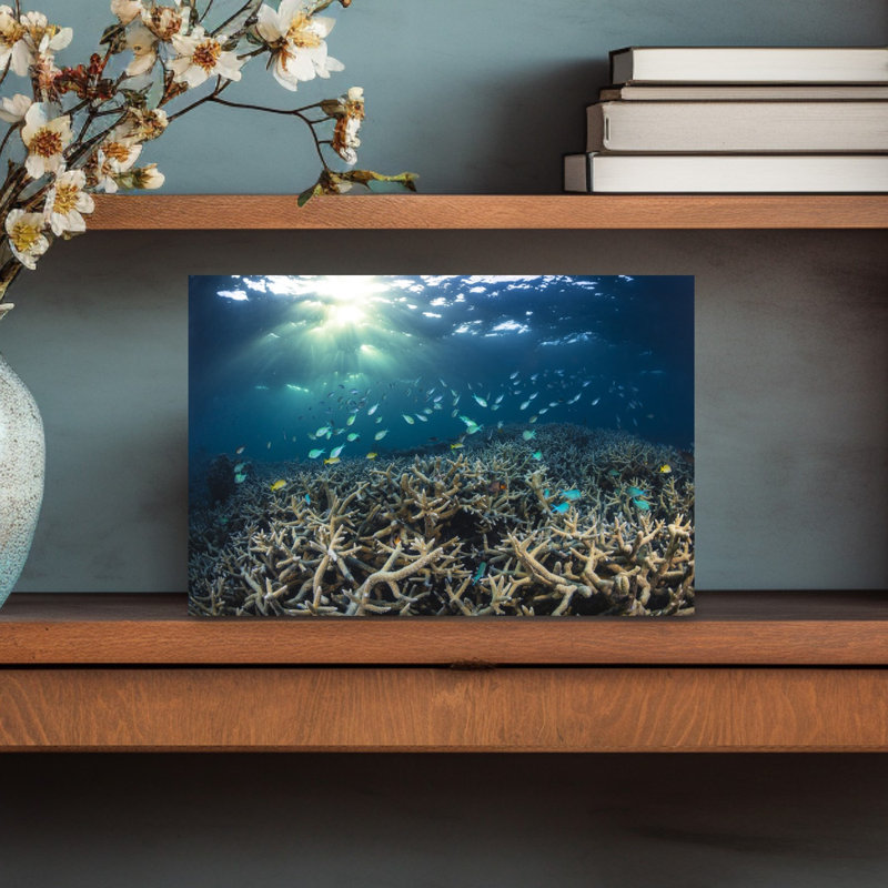 Sunlit Underwater Coral Reef Colorful Serene Vibrant Fish Nature Ocean Wall Art Print 1 Piece Wrapped Canvas Wall Art