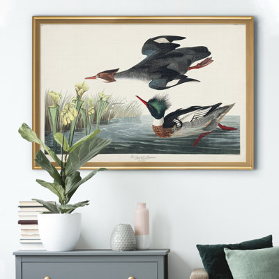 Red Breasted Merganser - reproduction d'art sur toile encadrée