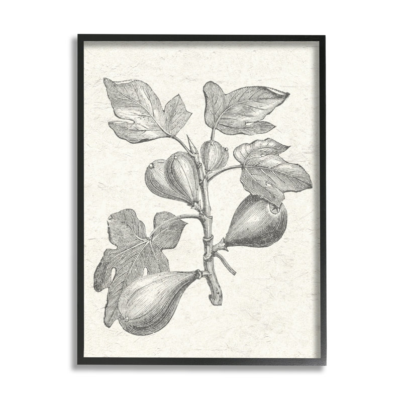 «Vintage Fig Plant Study», dessin encadré sur bois par Lil 'Rue, impression, Giclée encadrée noir minuit