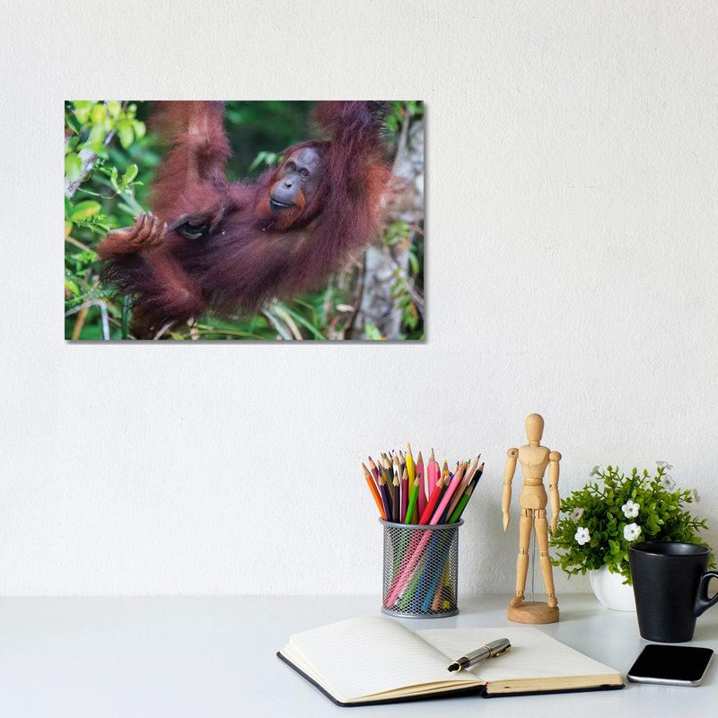 Orangutan Hanging Out Borneo by Mogens Trolle - Wrapped Canvas Print, 20.32 cm H x 30.48 cm W