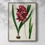 AntiqueFloralFolioV, reproduction encadrée - bois massif 2768841