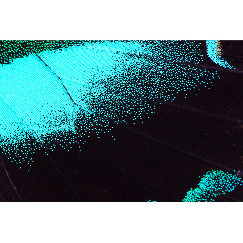 Thorgarth Blue Butterfly Wing by PanuRuangjan - Wrapped Canvas Print, 20cm H x 30cm W 3.8cm D