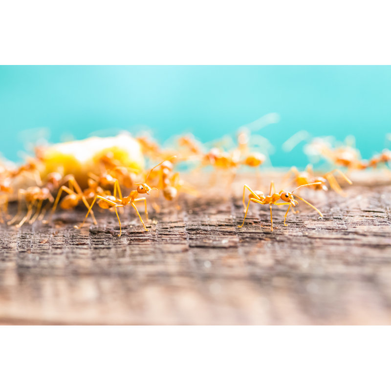 Fergerson Red Ants - Wrapped Canvas Print, 30cm H x 46cm W x 3.8cm D