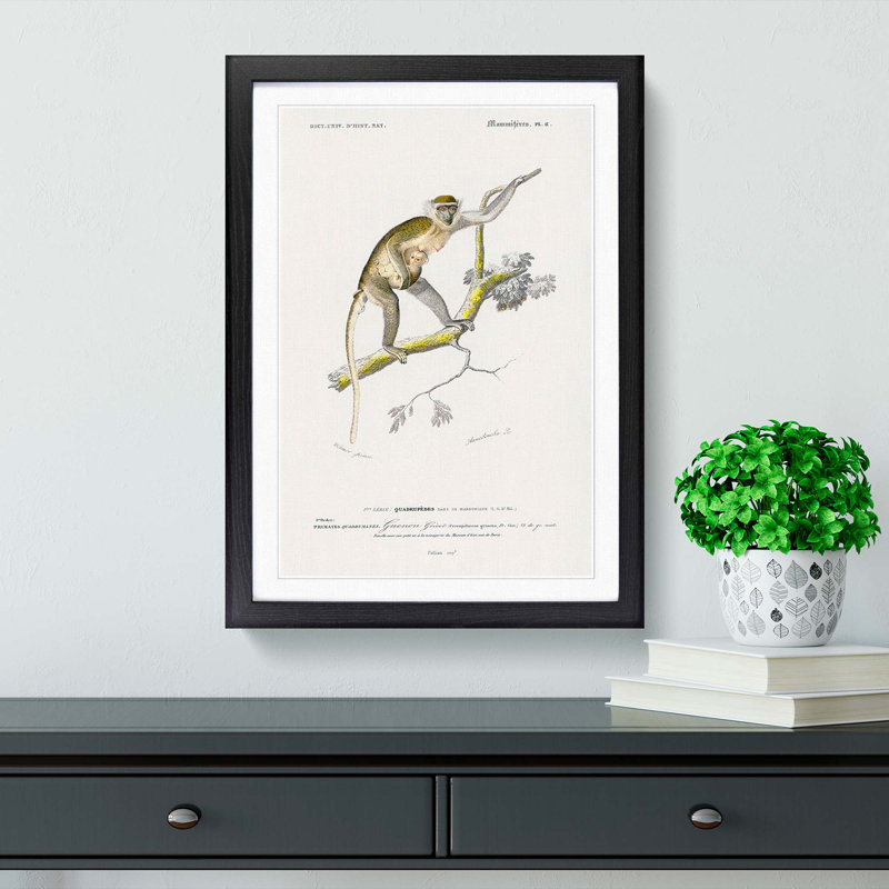 Grivet Monkey PL. 6 by Charles D'Orbigny - Picture Frame Painting Print, 36cm H x 27cm W x 2cm D, Black Framed