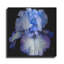 "Ooh Iris" par Pamela Plummer-840660746