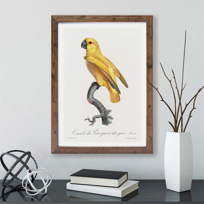 Senegal Parrot by F. Levaillant - Framed Print