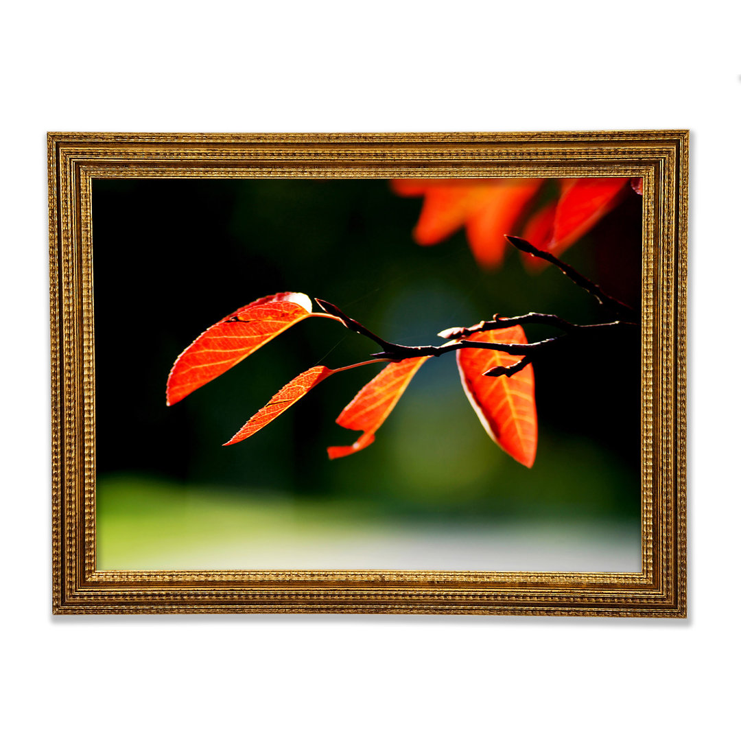 Orange Leaves In Sunlight Gerahmter Druck