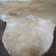 Charlize Cowhide Animal Print Indoor Rug