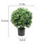 Plante de jasmin 20,98 po