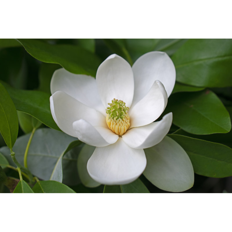 White Sweetbay Magnolia by Demetri2K - Wrapped Canvas Print, 20cm H x 30cm W x 3.8cm D