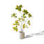 Ornement artificiel en ficus artificiel pour salon