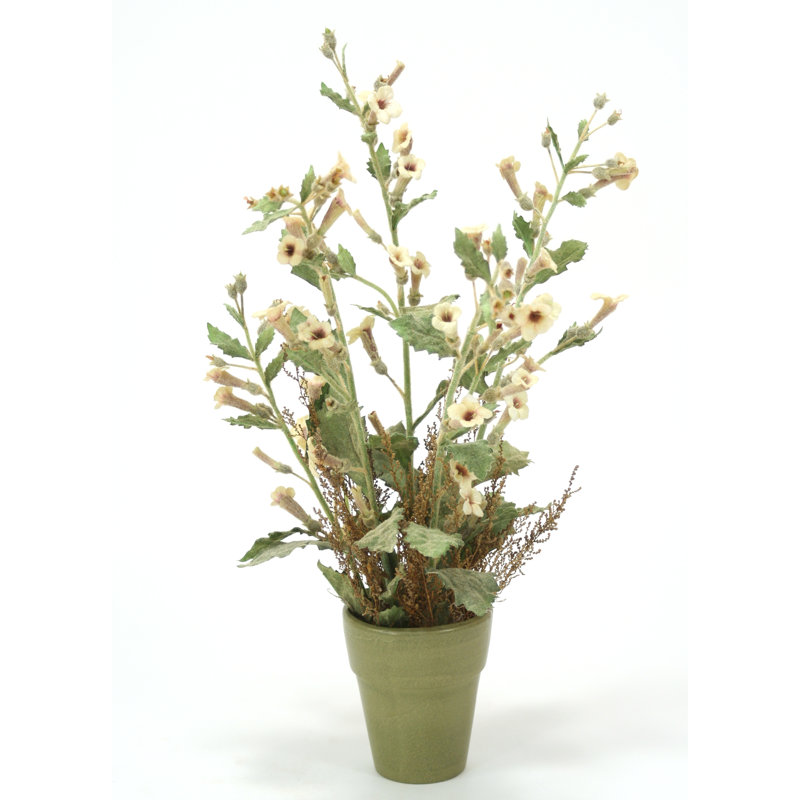 Arrangement floral Foxglove en pot