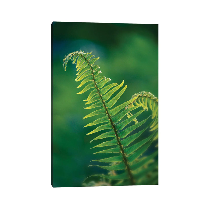 Garden Fern by Savanah Plank - Wrapped Canvas Print, 101.6 cm H x 66.04 cm W x 3.175 cm D