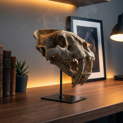 Saber-Toothed Tiger Skull: Large Weathered Desk Display - Black Stand