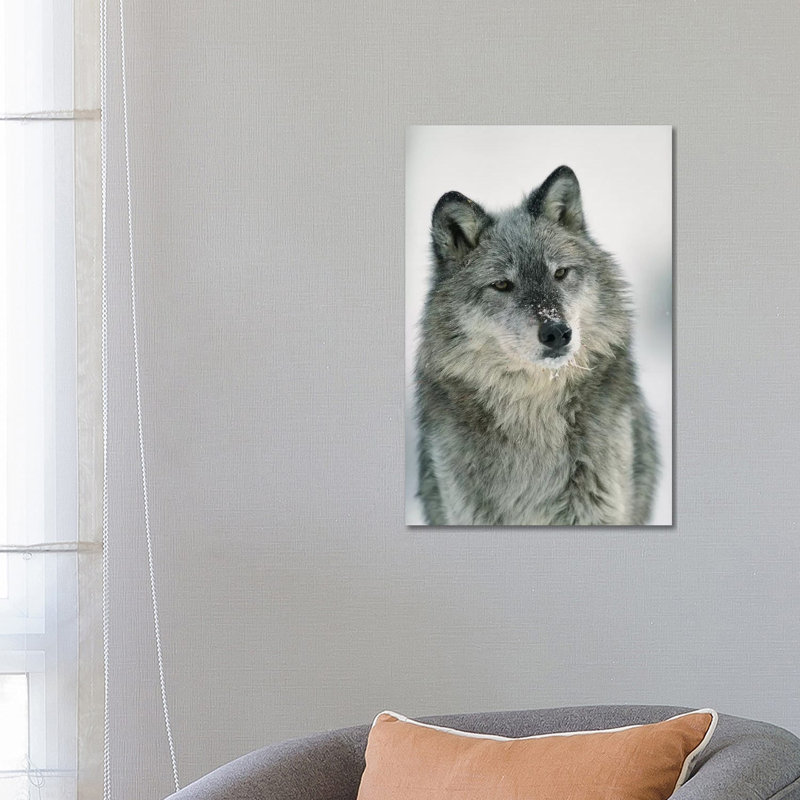 Timber Wolf With Snow On Muzzle, Montana by Tim Fitzharris - Wrapped Canvas Print, 66.04 cm H x 45.72 cm W x 1.91 cm D