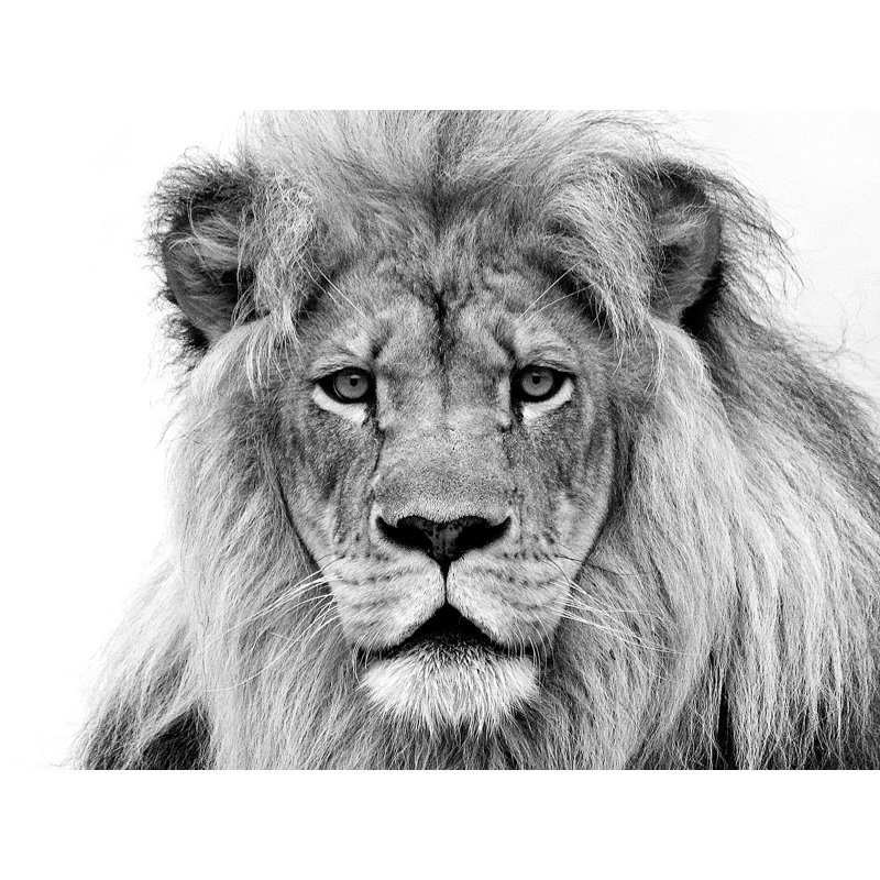 Male Lion by William Franklin - Wrapped Canvas Print, 70cm H x 100cm W x 4cm D
