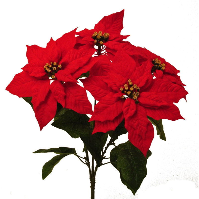 Poinsettia