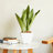 2-Pack Smart Self-Watering Planter Pot