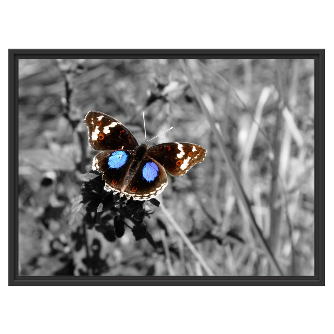 Gerahmtes Wandbild süßer Schmetterling auf Grashalm