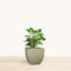 Jardinière écologique d'intérieur / extérieur Vinesha ECOBO-1197920228-1203563268-1203563269