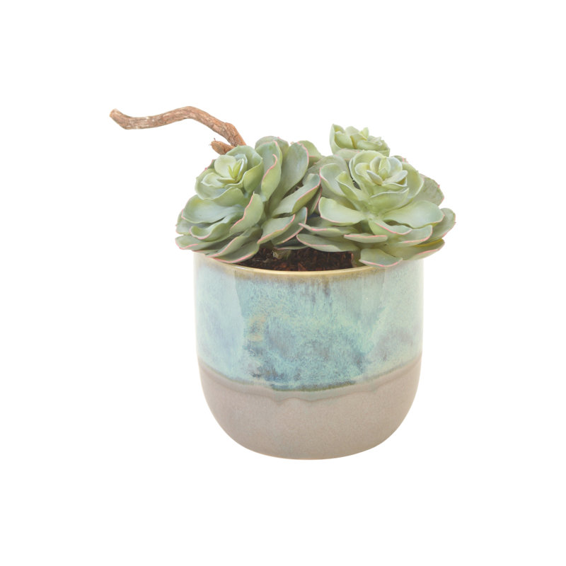 Pot à fleurs Rosette Succulents en turquoise / gris