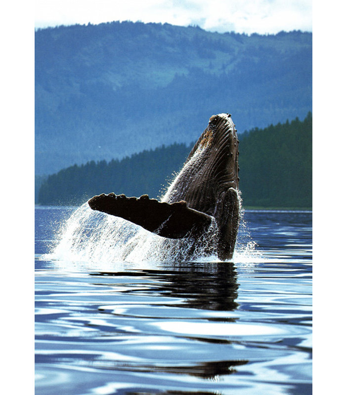 Humpback Whale, 18" H x 13" W