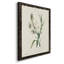 Toile encadrée de qualité supérieure Traditional Botanical IV - prête à être accrochée-1678227271-1678227270