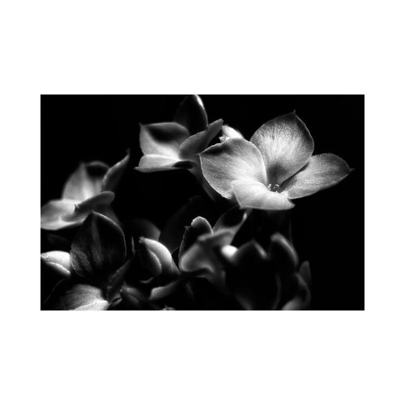 Orchid by Glauco Meneghelli - Print on Canvas, Wrapped Canvas, 30.48cm H x 45.72cm W x 1.91cm D