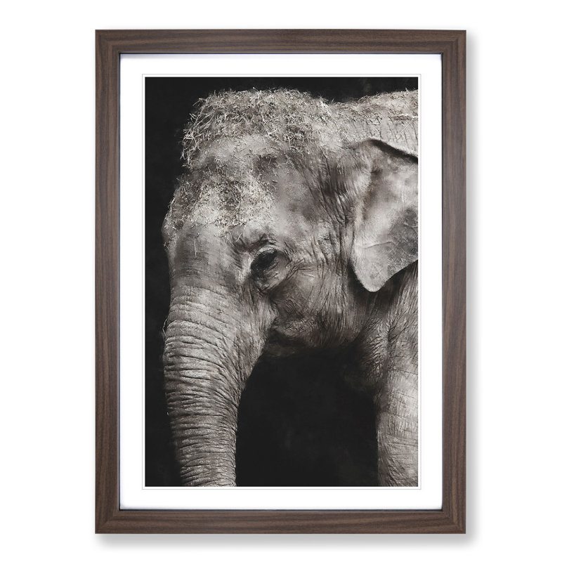Elephant Vol.3 - Picture Frame Graphic Art, Walnut Framed, 65cm H x 48cm W x 2cm D