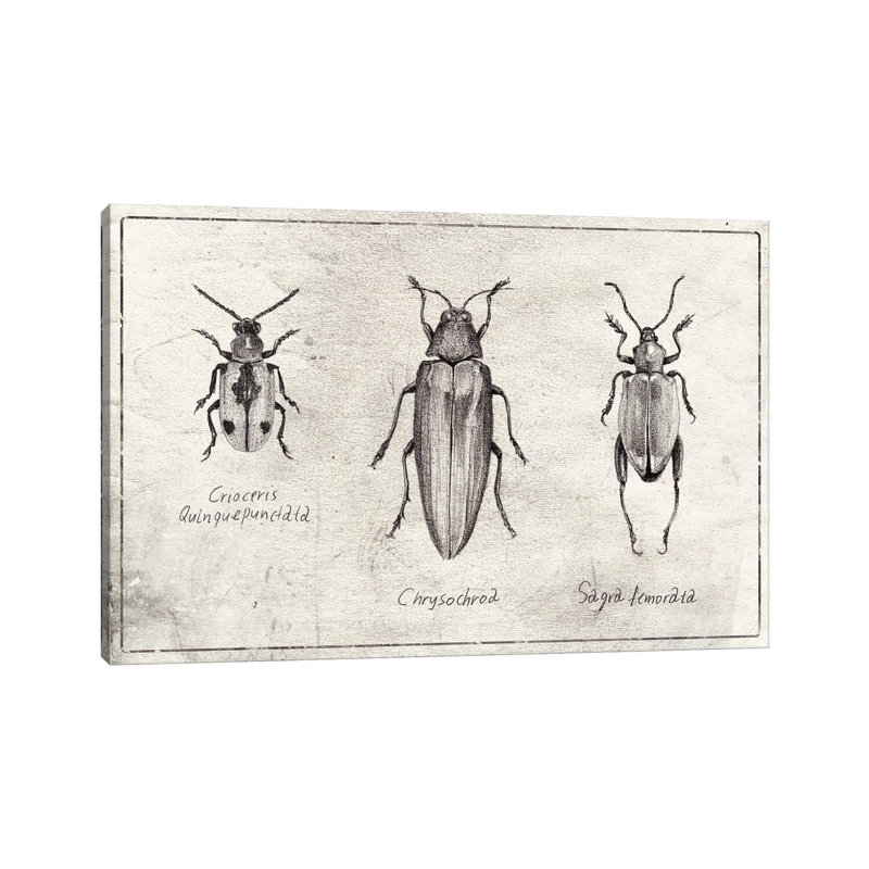 Crioceris Quinquepunctata- Chrysochroa-Sagra Femorata by Mike Koubou - Wrapped Canvas Gallery-Wrapped Canvas Giclée